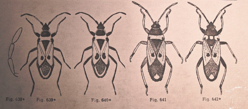 Lygaeidae: Pezocoris apicimacula della Toscana (AR)